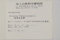 扇葉鐵線蕨藏品圖，第2張