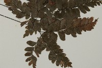 扇葉鐵線蕨藏品圖，第3張