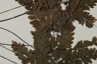 扇葉鐵線蕨藏品圖，第4張