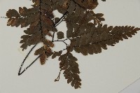 扇葉鐵線蕨藏品圖，第5張