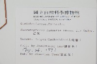 芒萁藏品圖，第2張