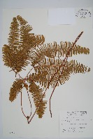 芒萁藏品圖，第1張