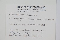 芒萁藏品圖，第2張