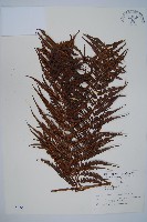 金狗毛蕨藏品圖，第1張