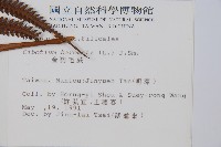 金狗毛蕨藏品圖，第2張