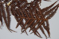 金狗毛蕨藏品圖，第3張