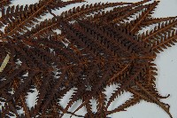 金狗毛蕨藏品圖，第4張