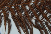 金狗毛蕨藏品圖，第5張