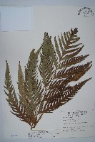 臺灣狗脊蕨藏品圖，第1張