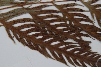 臺灣狗脊蕨藏品圖，第4張