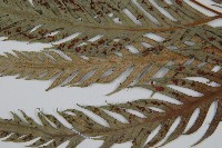 臺灣狗脊蕨藏品圖，第5張