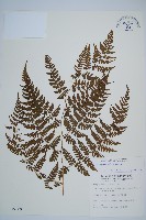 川上氏雙蓋蕨藏品圖，第1張