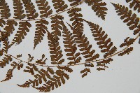 川上氏雙蓋蕨藏品圖，第3張