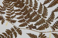 川上氏雙蓋蕨藏品圖，第4張