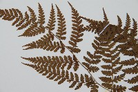 川上氏雙蓋蕨藏品圖，第5張