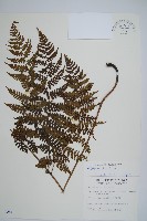 川上氏雙蓋蕨藏品圖，第1張