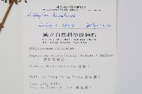 川上氏雙蓋蕨藏品圖，第2張