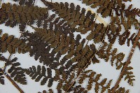 川上氏雙蓋蕨藏品圖，第3張