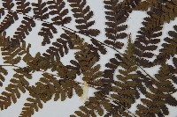 川上氏雙蓋蕨藏品圖，第4張