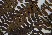 川上氏雙蓋蕨藏品圖，第5張