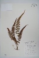 尾葉茯蕨藏品圖，第1張