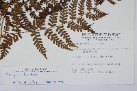 川上氏雙蓋蕨藏品圖，第2張