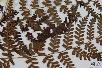 川上氏雙蓋蕨藏品圖，第3張