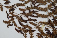 川上氏雙蓋蕨藏品圖，第4張