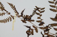 川上氏雙蓋蕨藏品圖，第5張