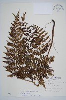 川上氏雙蓋蕨藏品圖，第1張