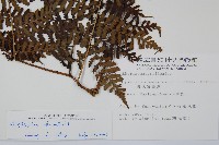 川上氏雙蓋蕨藏品圖，第2張