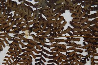 川上氏雙蓋蕨藏品圖，第3張