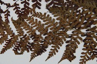 川上氏雙蓋蕨藏品圖，第4張