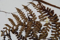 川上氏雙蓋蕨藏品圖，第5張