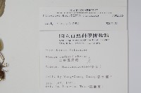 岩鳳尾蕨藏品圖，第2張