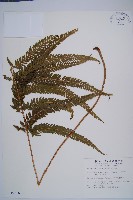 粗毛鱗蓋蕨藏品圖，第1張