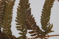 粗毛鱗蓋蕨藏品圖，第3張