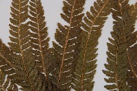 粗毛鱗蓋蕨藏品圖，第4張