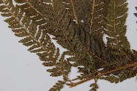 粗毛鱗蓋蕨藏品圖，第5張