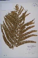 粗毛鱗蓋蕨藏品圖，第1張