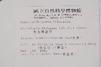 粗毛鱗蓋蕨藏品圖，第2張