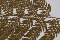 粗毛鱗蓋蕨藏品圖，第3張