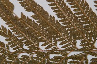 粗毛鱗蓋蕨藏品圖，第4張