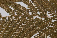 粗毛鱗蓋蕨藏品圖，第5張