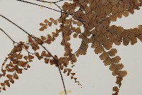 扇葉鐵線蕨藏品圖，第2張