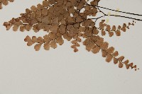 扇葉鐵線蕨藏品圖，第3張