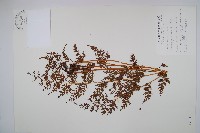 烏蕨藏品圖，第1張