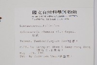 烏蕨藏品圖，第2張