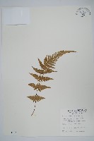 光囊紫柄蕨藏品圖，第1張