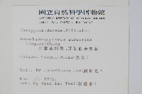 光囊紫柄蕨藏品圖，第2張